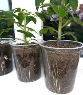 Как вырастить крепкую рассаду: главные секреты