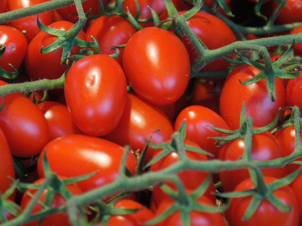 Секрет успешного сбора: как сода помогает вырастить отличные томаты