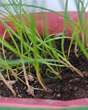 ��� ��������� ��������� �� �������� ����: �������� ������ � �������