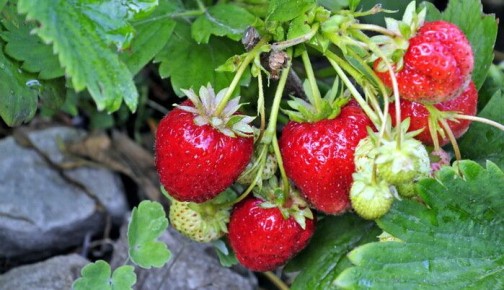 ��� �������� ����������� �� ��������� � �������� ��������: ��������� �������