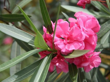 ������ ��������: ��� ���������� �� �������� � ������ ��������