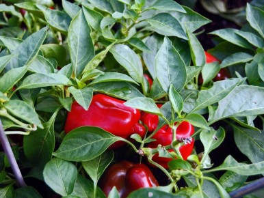 ��� �������� ���� �����: ������ ���������