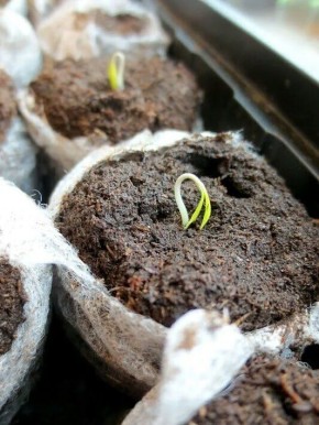 ����� ��������� ����������� �����: ��������� ��������� ��� �����������