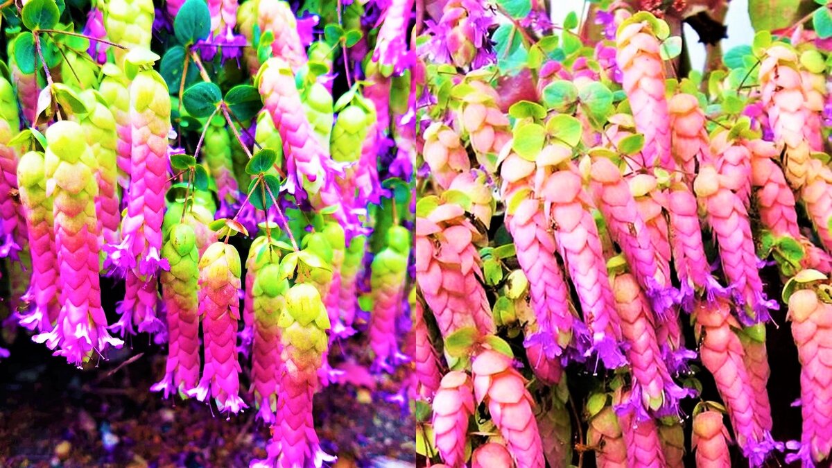 Ароматное чудо для вашего сада: душица, которая все изменит