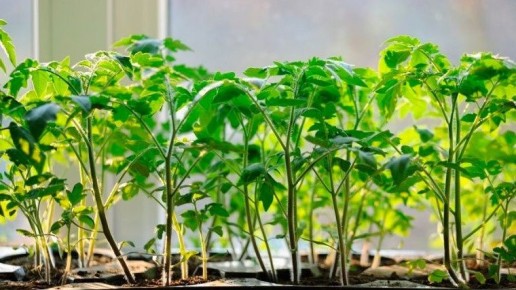 Натуральная подкормка из отходов: как сэкономить на удобрениях