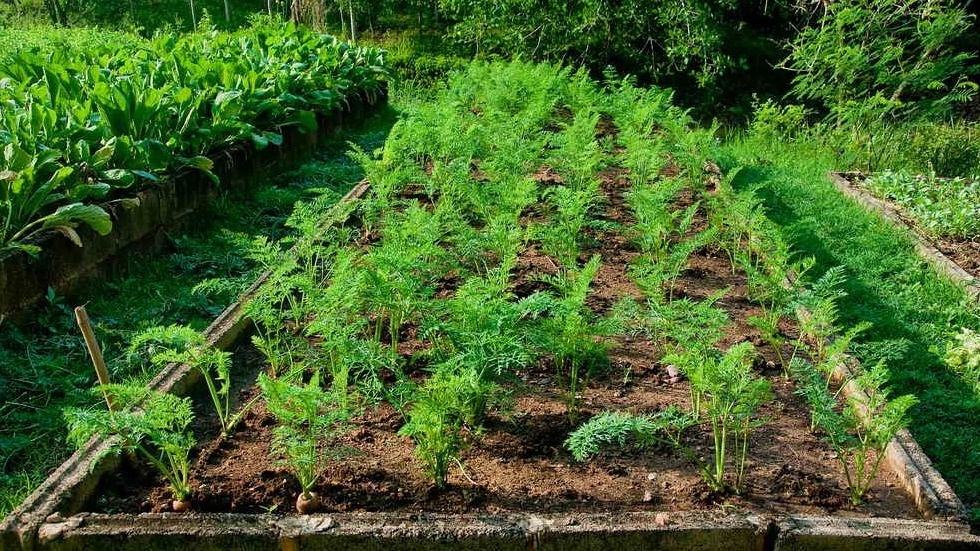 Эффективный способ мульчирования моркови: как избавиться от сорняков до самой осени