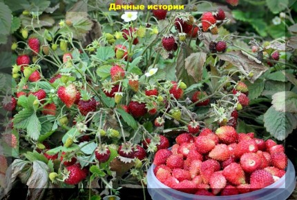 ������ ����� ������������ ��������� ��� ������ ����