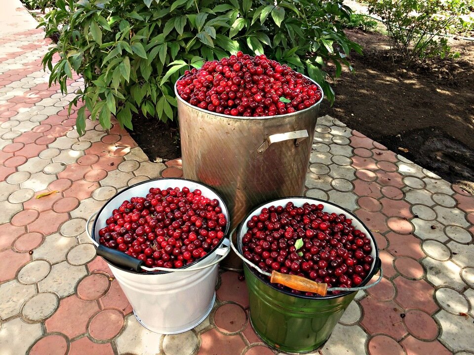 Самоплодные вишни: лучшие сорта для средней полосы