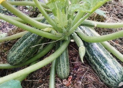 ��������� ����� ��������: ��� �������� ������� � ����������� � ��� ������