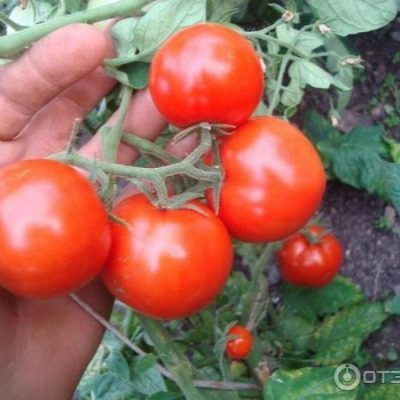 Петергоф: идеальный томат для открытого грунта с ранним урожаем