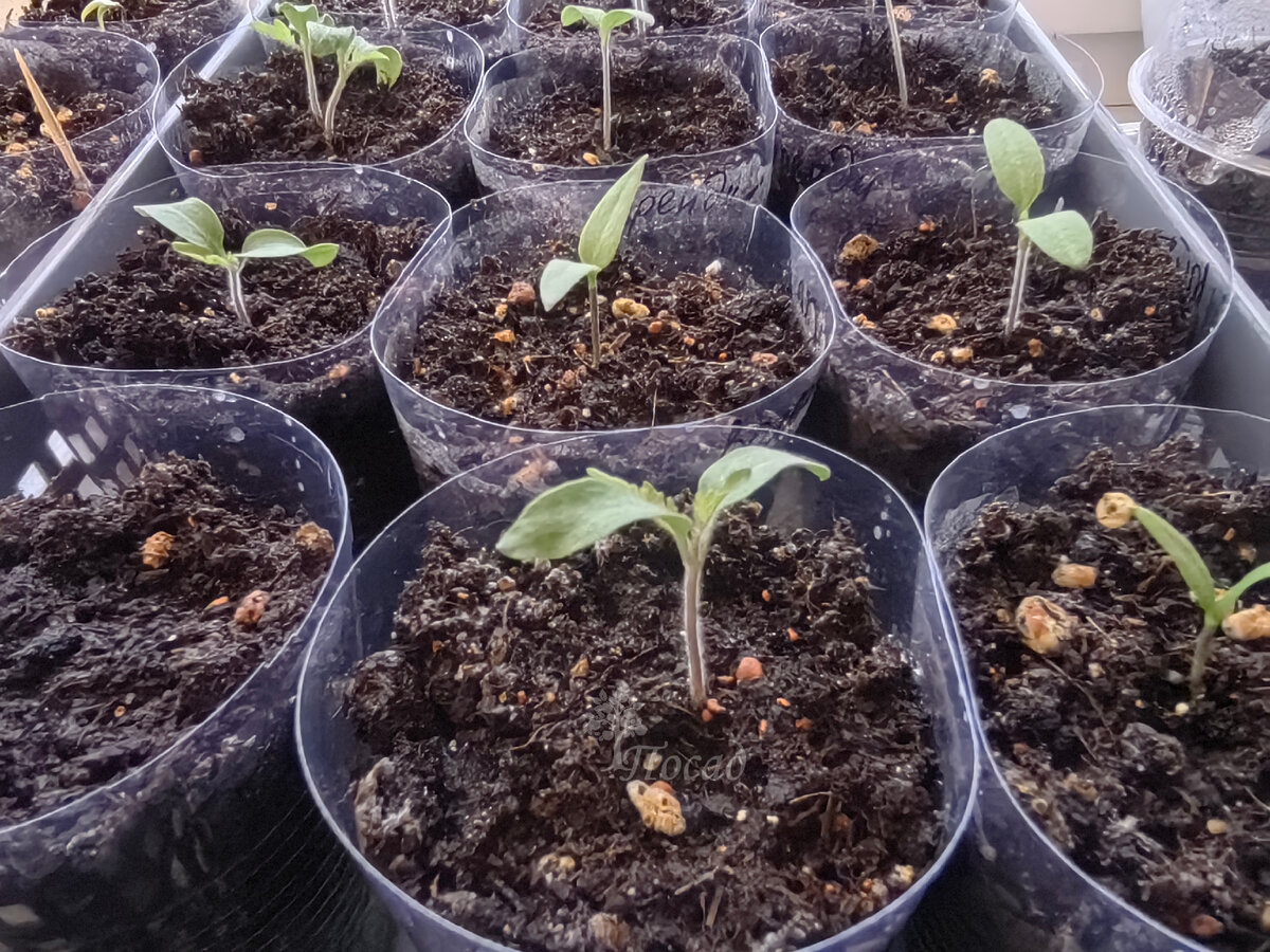 Проблема на горизонте: желтеющие семядольные листья рассады требуют внимания