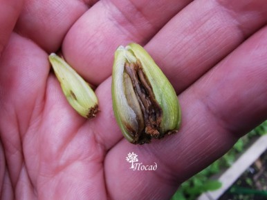 ����� ��� �������: ��� ����������� � �������� �����