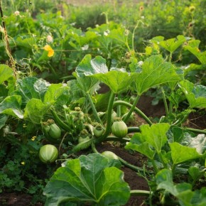 ������ �������� �� ��� ������ ������: ������� ������ ���� ������