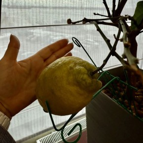 Лимон размером с ладонь!. Такой впечатляющий урожай созрел в одном из банков Архангельска