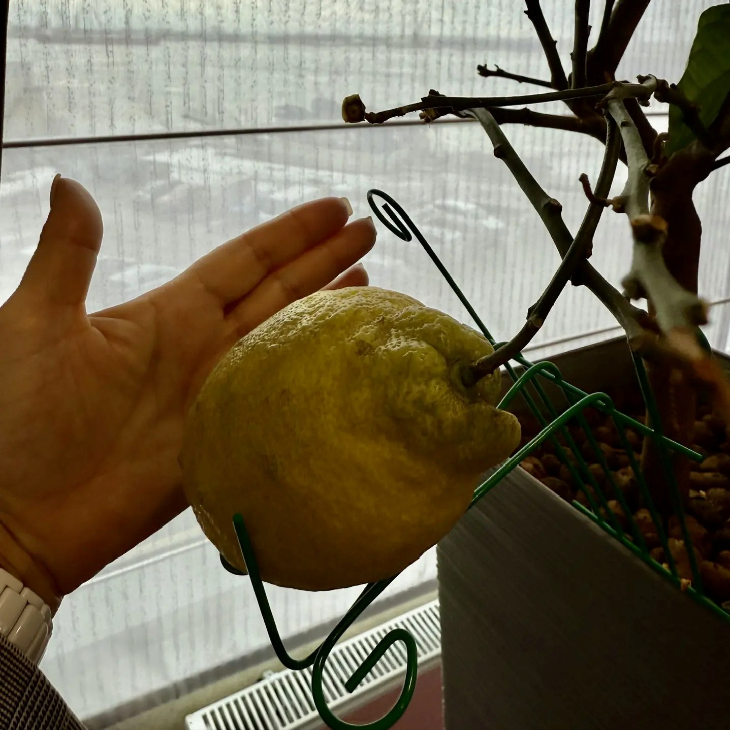 Лимон размером с ладонь!. Такой впечатляющий урожай созрел в одном из банков Архангельска