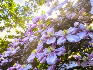 Секреты клематиса: как выбрать идеальное растение для вашего сада