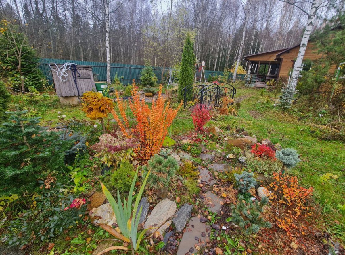 Последний шанс украсить свой сад живыми ёлками этой осенью