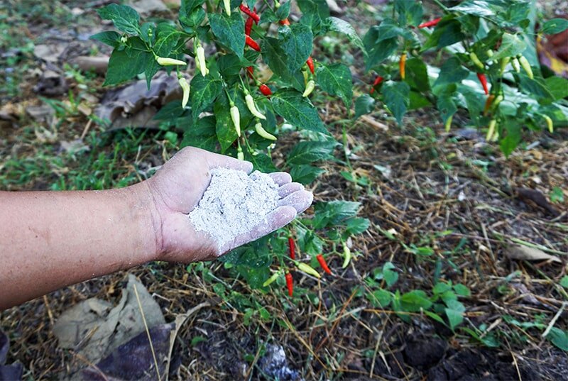 Зола в качестве удобрения: секреты приготовления и применения