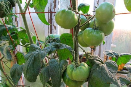 ��������� �������� ��� ������ �������: ����� �������� ����� �������