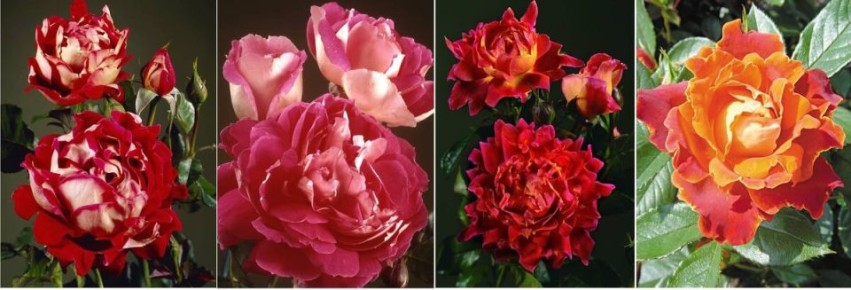 Гофрированные розы: волшебство в каждом лепестке