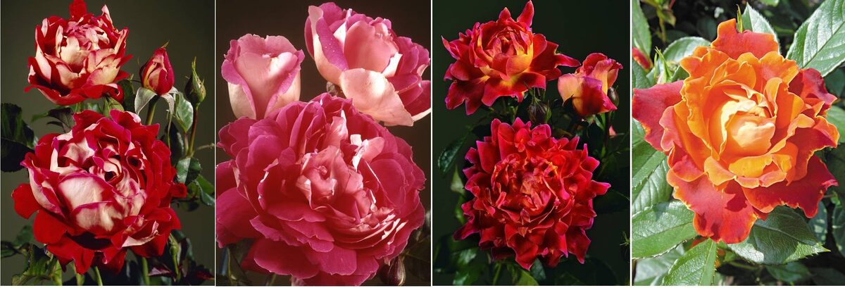 Гофрированные розы: волшебство в каждом лепестке