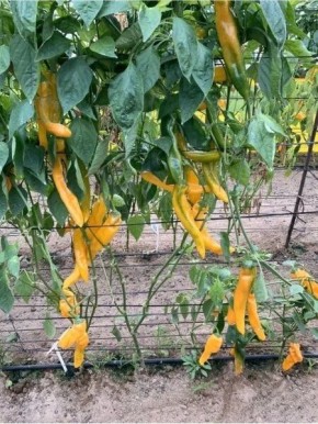 ����� ����� ������: ��� ������� ����� ���������������� ����� ��������