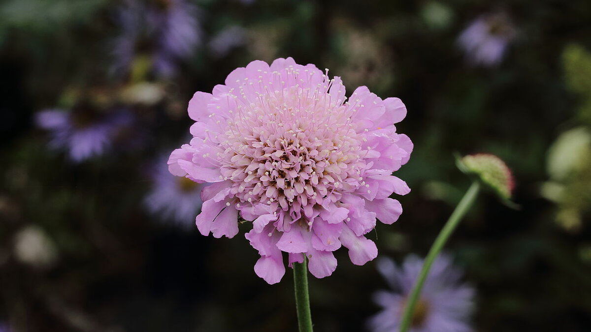 Скабиоза: очарование природы с древними корнями