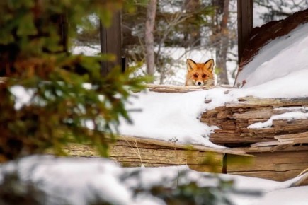 ��������� ����������: ������� ������������� ������ ���������� ������������ ������ ��������� ��������� � �������