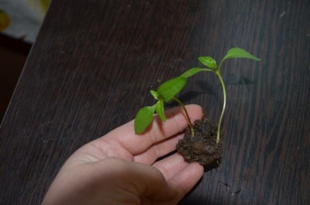 Секреты успешной пикировки рассады перца: как вырастить крепкие растения