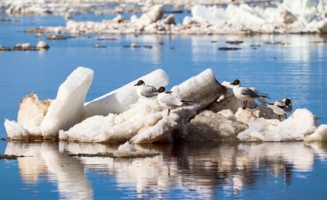 Фото дня. Весна в Поморье пришла раньше срока