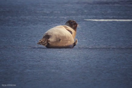 Лежебоки на Яграх Эти милые создания запечатлела Yulia Kryukova