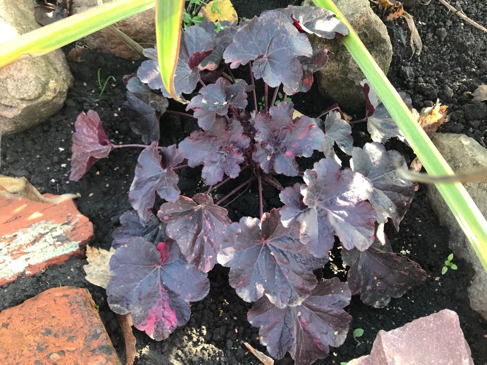 Гейхера: как украсить ваш сад разнообразием красок