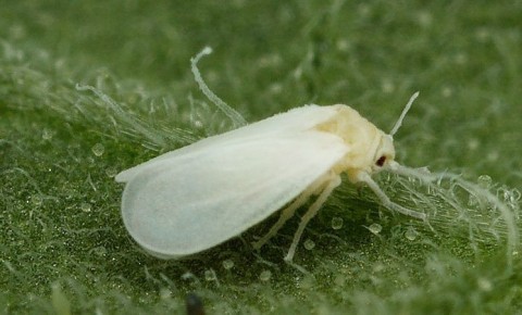 Как распознать и уничтожить белокрылку: важные советы для садоводов