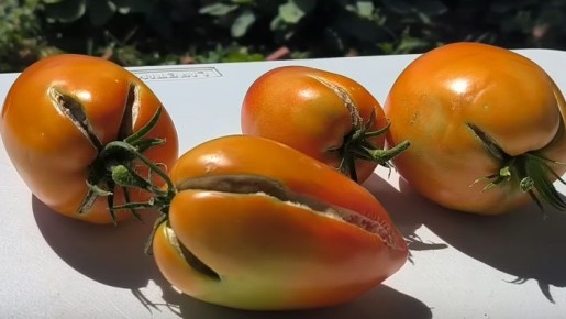 Как ночная температура спасла урожай помидоров от трещин