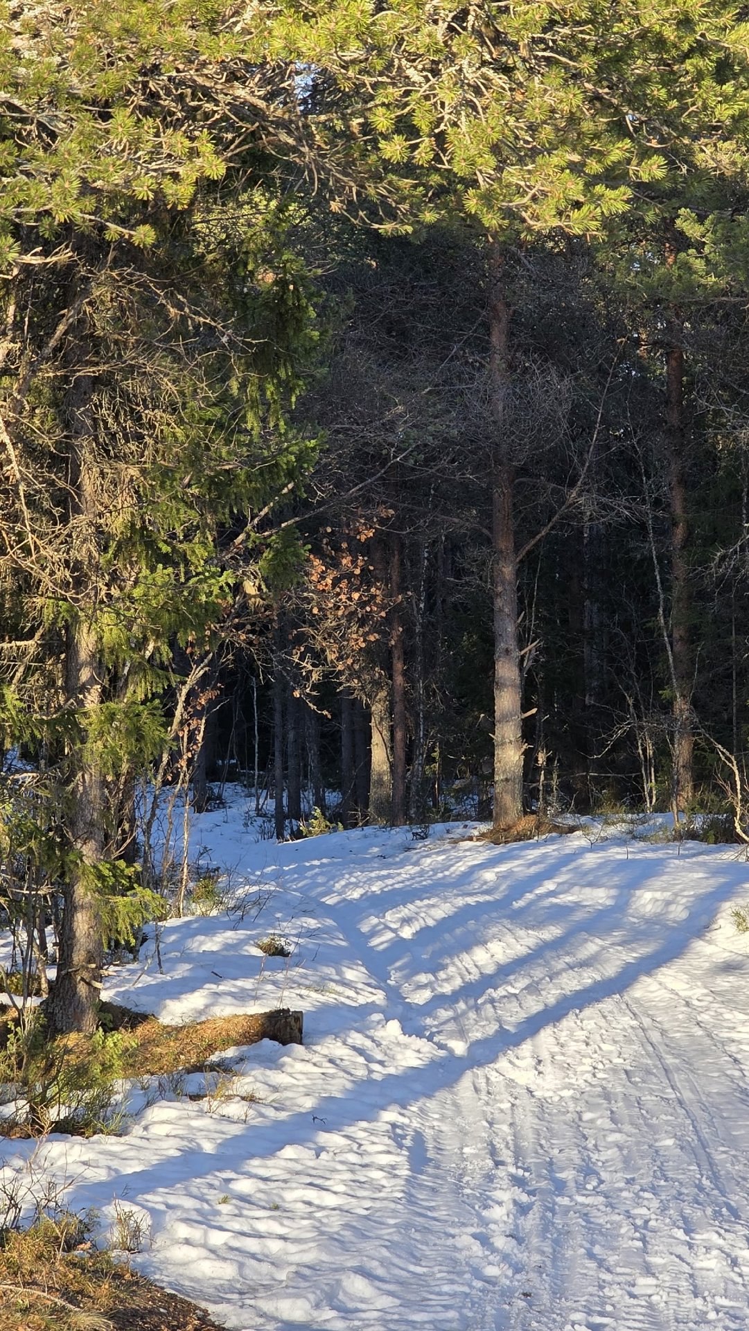 Красивая северная весна!. «Весенние проталины. Мир оживает, наполняясь цветом. После зимы особенно ценна простая радость: лежать у моря на мягком ароматном ковре, чувствовать солнце на лице и слушать далёкие, едва... Красивая северная весна!. «Весенние проталины. Мир оживает, наполняясь цветом. После зимы особенно ценна простая радость: лежать у моря на мягком ароматном ковре, чувствовать солнце на лице и слушать далёкие, едва...