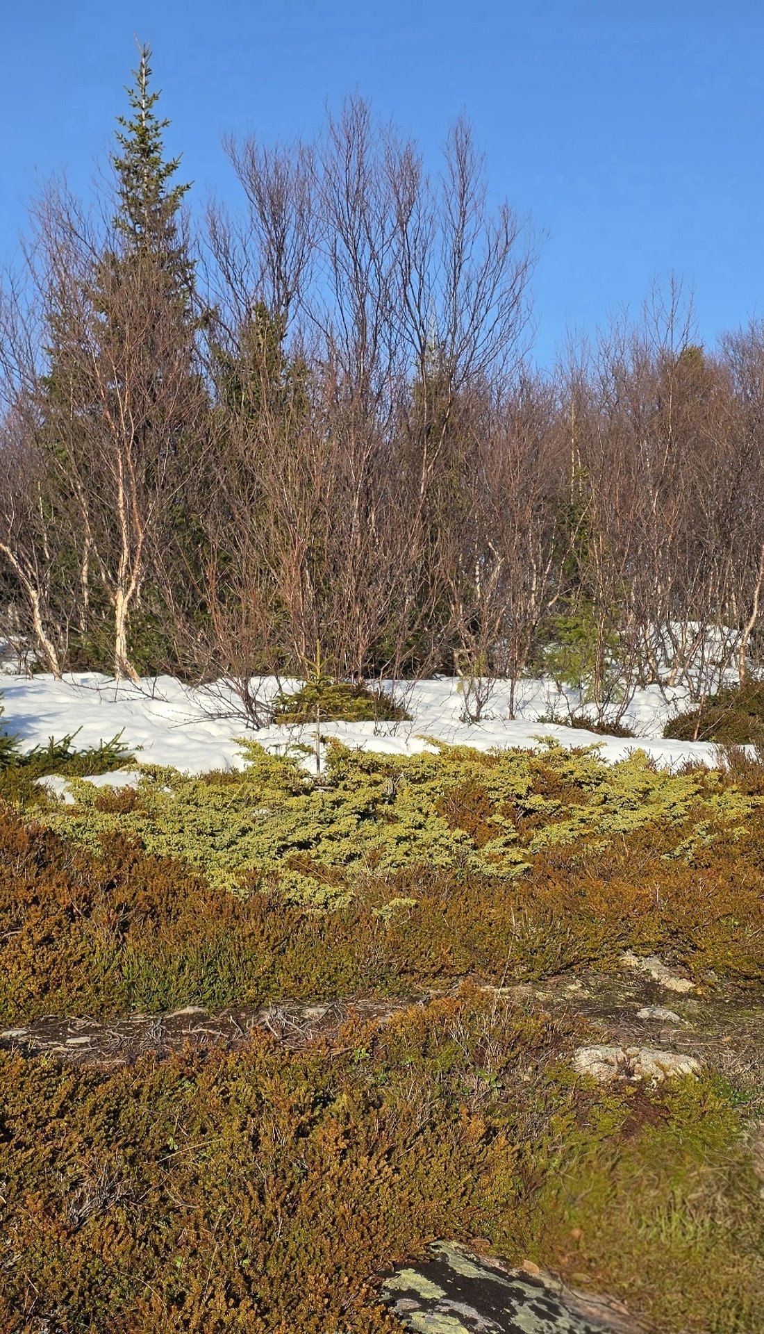 Красивая северная весна!. «Весенние проталины. Мир оживает, наполняясь цветом. После зимы особенно ценна простая радость: лежать у моря на мягком ароматном ковре, чувствовать солнце на лице и слушать далёкие, едва... Красивая северная весна!. «Весенние проталины. Мир оживает, наполняясь цветом. После зимы особенно ценна простая радость: лежать у моря на мягком ароматном ковре, чувствовать солнце на лице и слушать далёкие, едва...