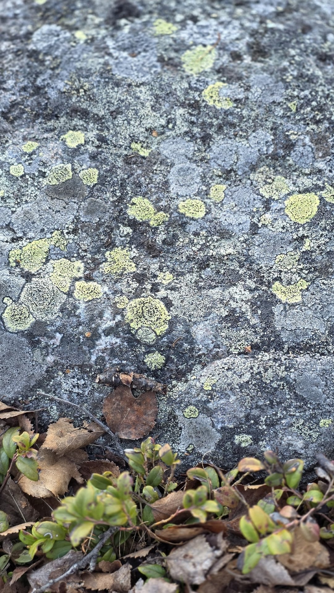 Красивая северная весна!. «Весенние проталины. Мир оживает, наполняясь цветом. После зимы особенно ценна простая радость: лежать у моря на мягком ароматном ковре, чувствовать солнце на лице и слушать далёкие, едва... Красивая северная весна!. «Весенние проталины. Мир оживает, наполняясь цветом. После зимы особенно ценна простая радость: лежать у моря на мягком ароматном ковре, чувствовать солнце на лице и слушать далёкие, едва...