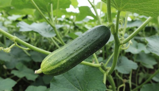 ����������� ������ �������: ����� ��� ����� ���� � ���� ������