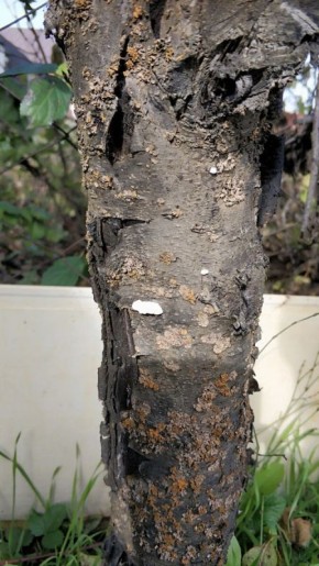 ����������� �������� ��� ������ ��������: ��� �������� ������� ����