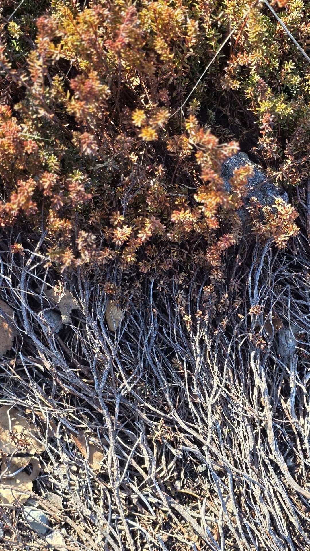 Красивая северная весна!. «Весенние проталины. Мир оживает, наполняясь цветом. После зимы особенно ценна простая радость: лежать у моря на мягком ароматном ковре, чувствовать солнце на лице и слушать далёкие, едва... Красивая северная весна!. «Весенние проталины. Мир оживает, наполняясь цветом. После зимы особенно ценна простая радость: лежать у моря на мягком ароматном ковре, чувствовать солнце на лице и слушать далёкие, едва...