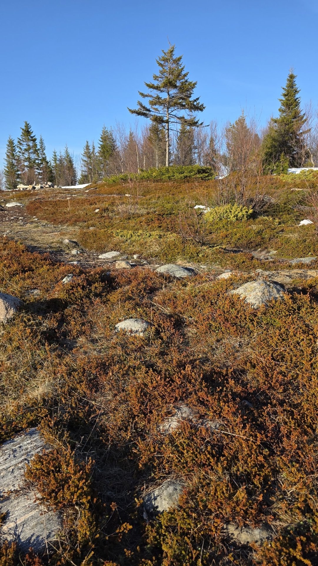 Красивая северная весна!. «Весенние проталины. Мир оживает, наполняясь цветом. После зимы особенно ценна простая радость: лежать у моря на мягком ароматном ковре, чувствовать солнце на лице и слушать далёкие, едва...