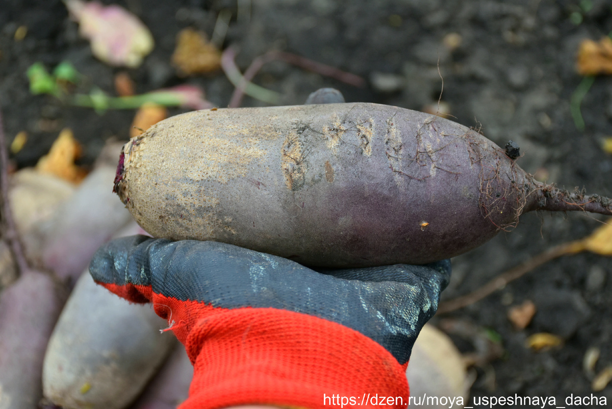 Новый сорт свеклы: как 'Красный богатырь' изменил подход к огородничеству