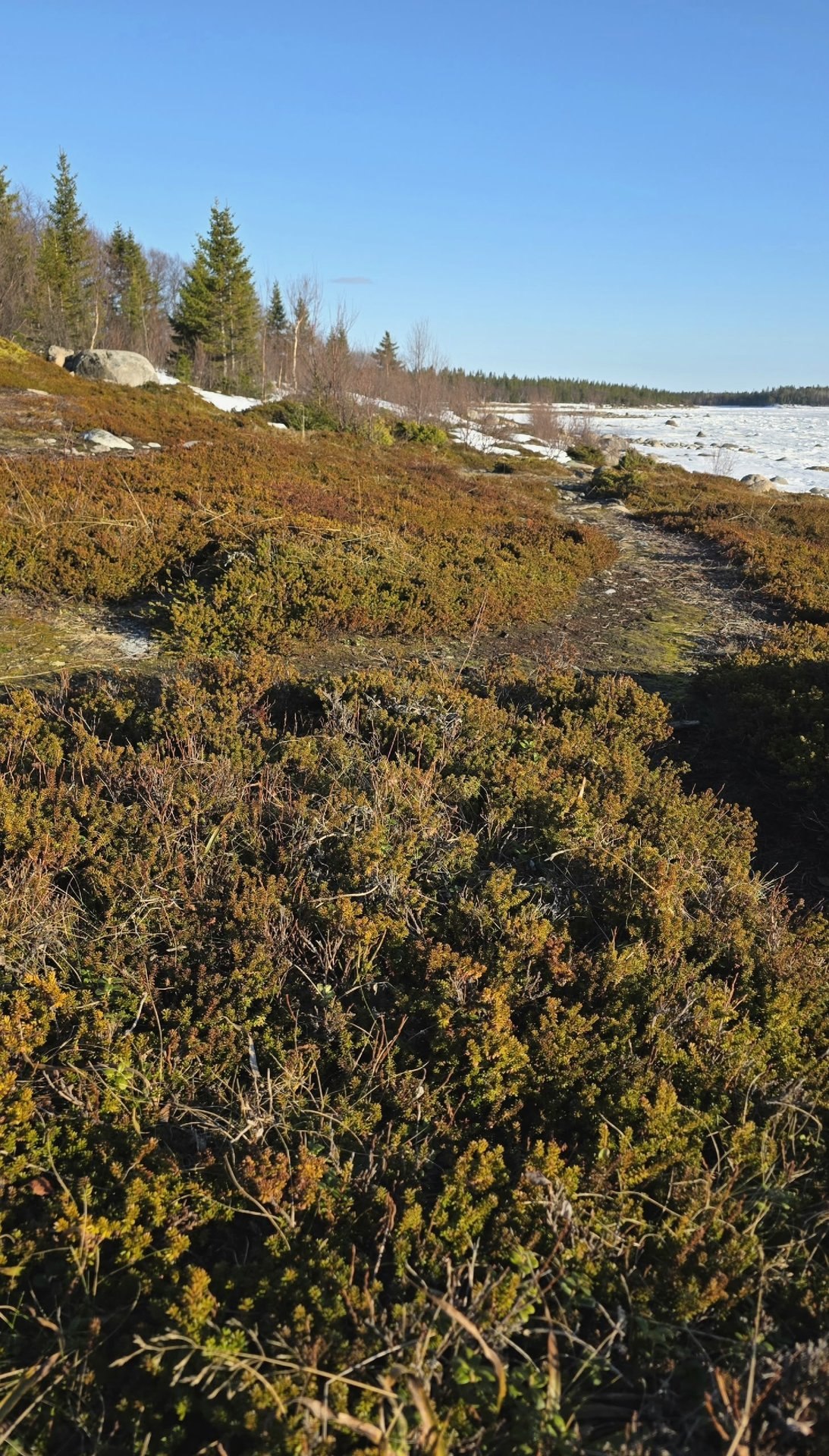 Красивая северная весна!. «Весенние проталины. Мир оживает, наполняясь цветом. После зимы особенно ценна простая радость: лежать у моря на мягком ароматном ковре, чувствовать солнце на лице и слушать далёкие, едва... Красивая северная весна!. «Весенние проталины. Мир оживает, наполняясь цветом. После зимы особенно ценна простая радость: лежать у моря на мягком ароматном ковре, чувствовать солнце на лице и слушать далёкие, едва...