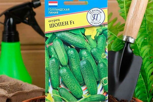 ������ �����: ����������� � ������� ������