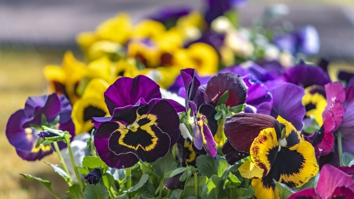 Как вырастить виолу на рассаду без лишних хлопот: три простых метода