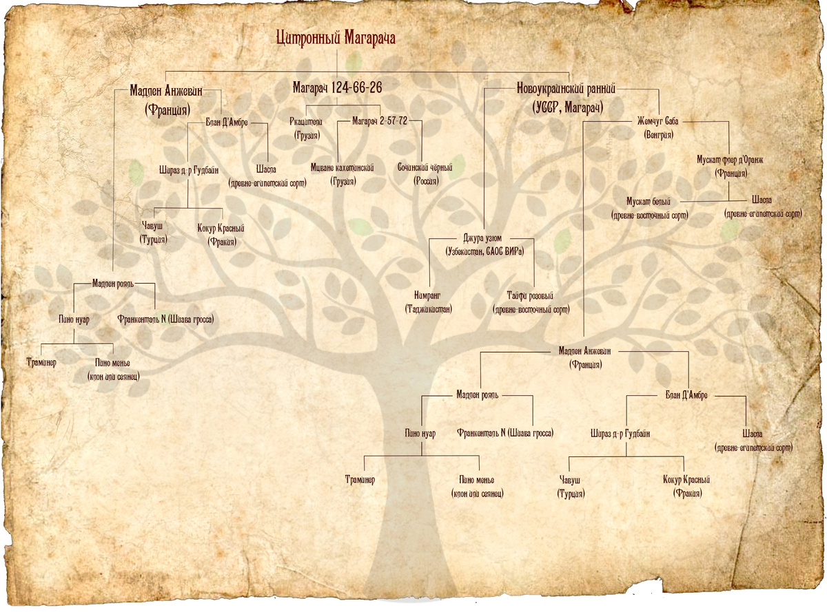 Цитронный Магарача: путь советского винограда к современным вызовам
