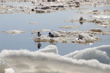 Ледоход на пороге?. Экстремально тёплая погода ускорила процесс