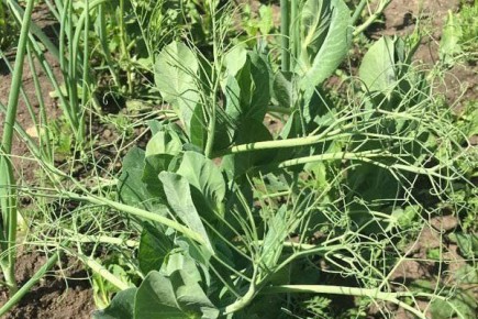 Горох Никитка: советы по выращиванию и его уникальные характеристики