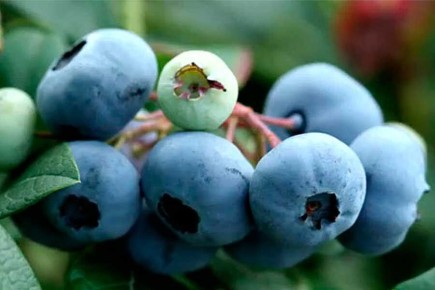 Как вырастить идеальную голубику: ключевые условия для успеха