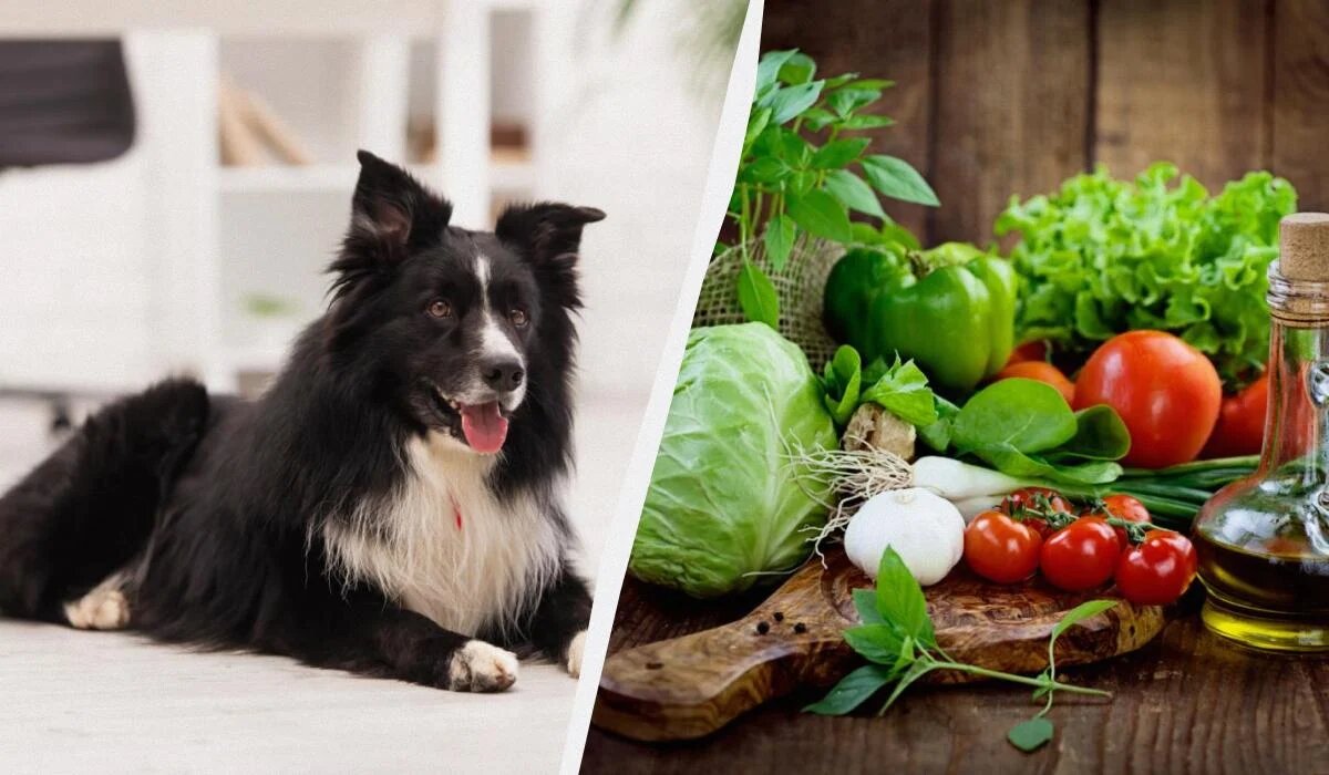 Овощи и собаки: что можно давать, а что лучше избегать
